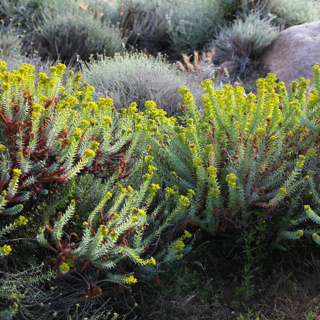 Tyräkki - Euphorbia pithyusa