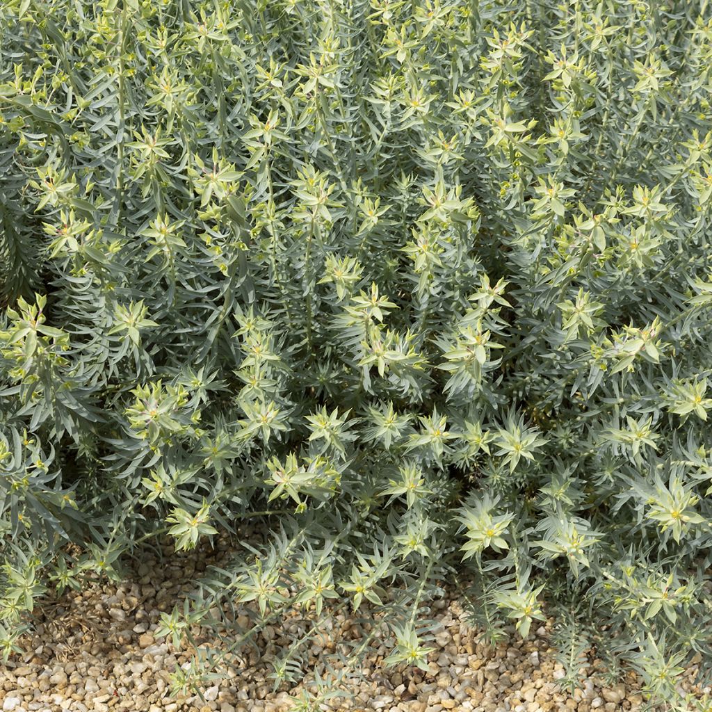 Tyräkki - Euphorbia pithyusa