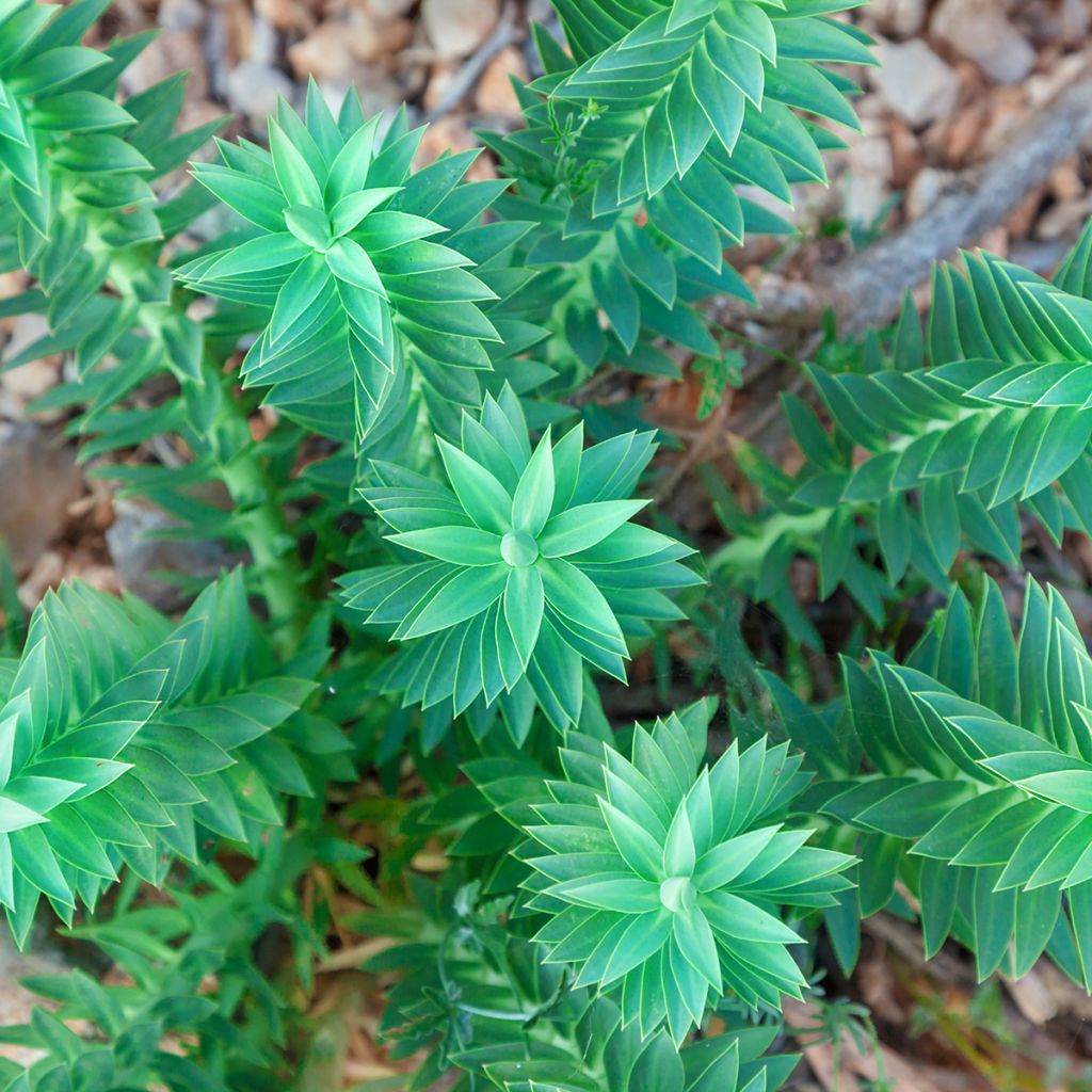 Tyräkki - Euphorbia pithyusa