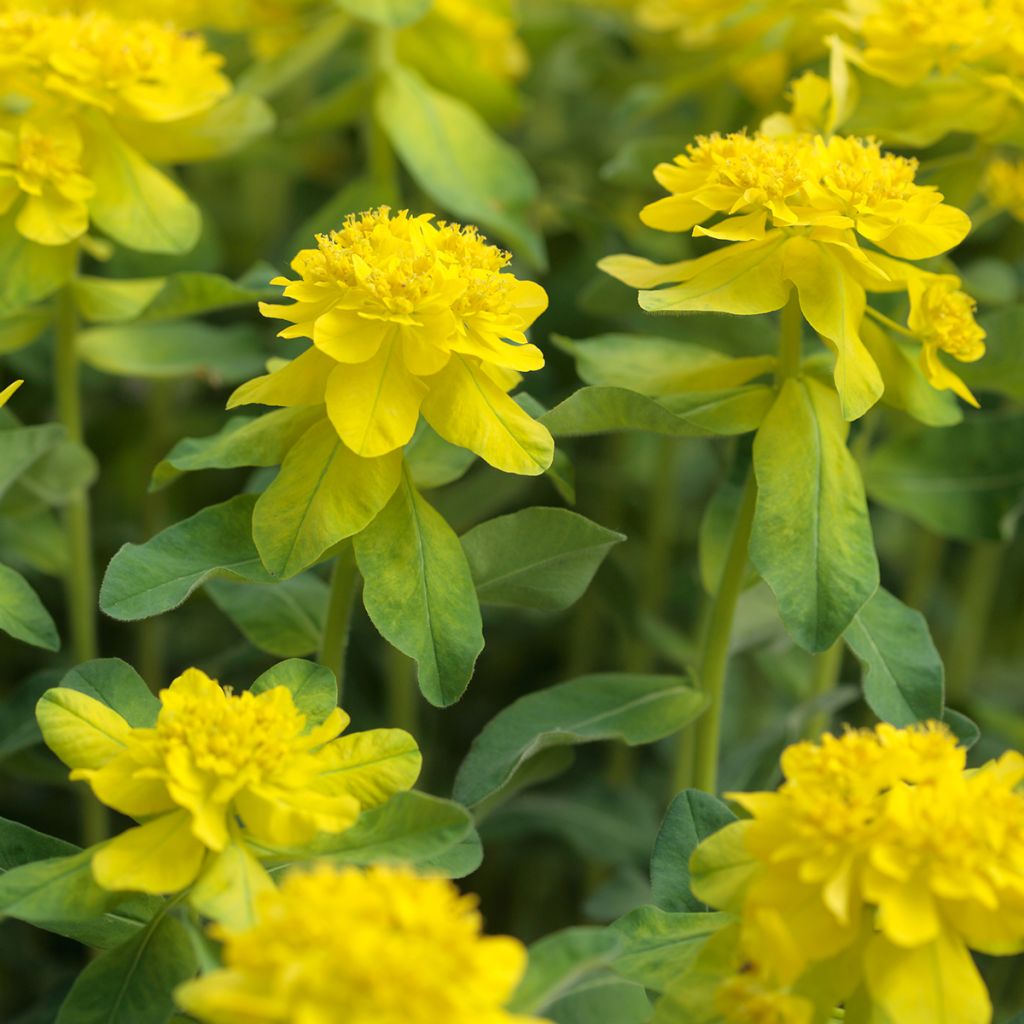 Kultatyräkki - Euphorbia polychroma