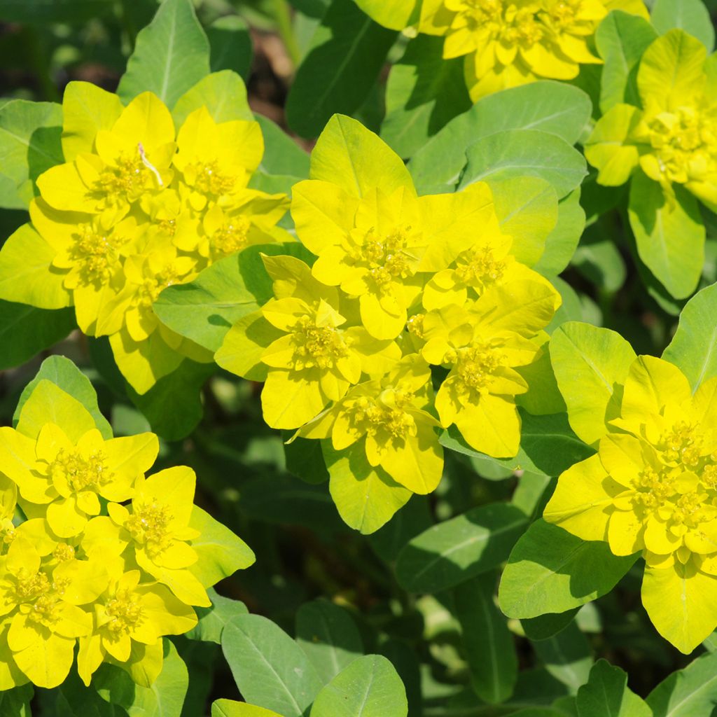 Kultatyräkki - Euphorbia polychroma