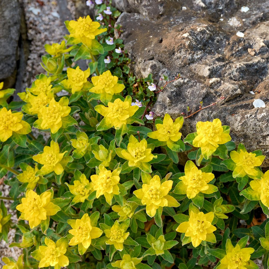 Kultatyräkki - Euphorbia polychroma