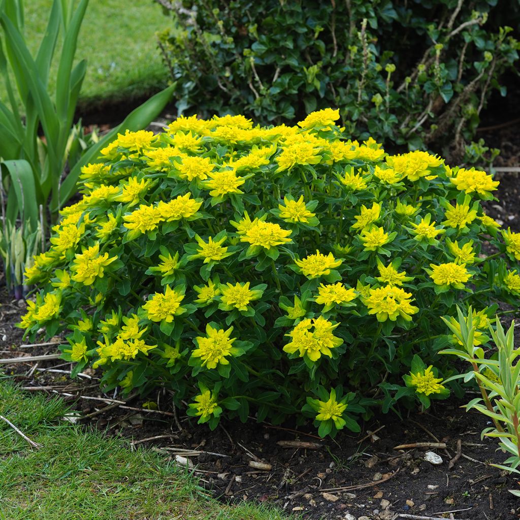 Kultatyräkki - Euphorbia polychroma