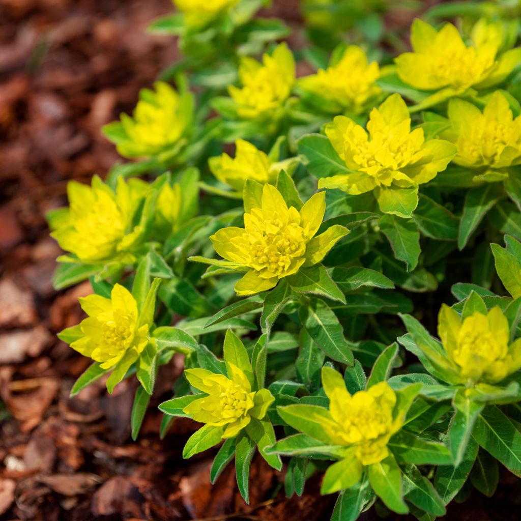 Kultatyräkki - Euphorbia polychroma