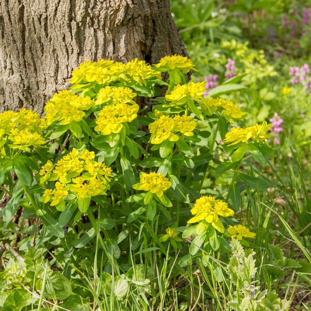Kultatyräkki - Euphorbia polychroma