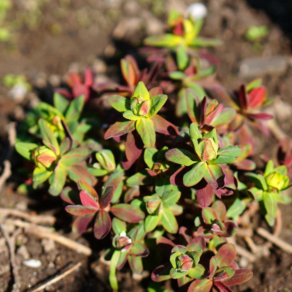 Kultatyräkki Purpurea