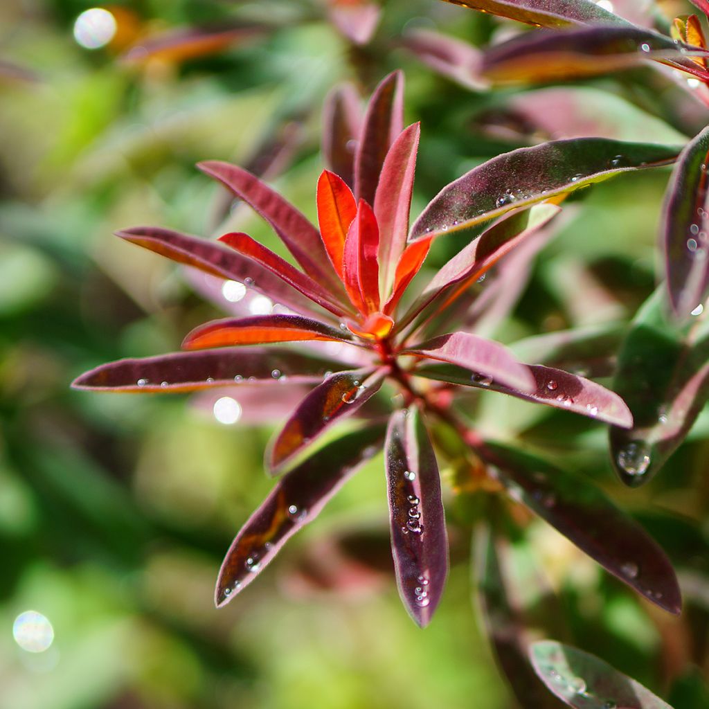 Kultatyräkki Purpurea