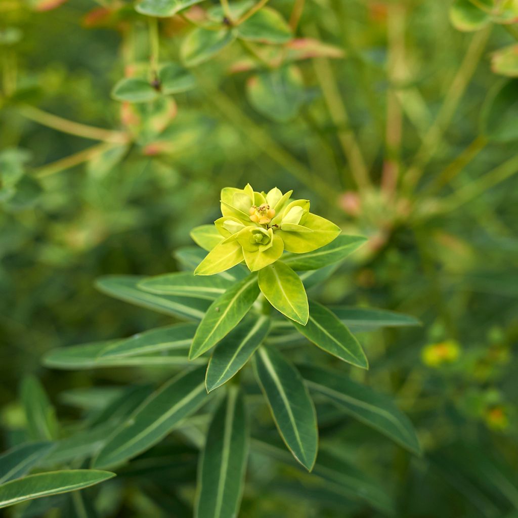 Tyräkki - Euphorbia schillingii