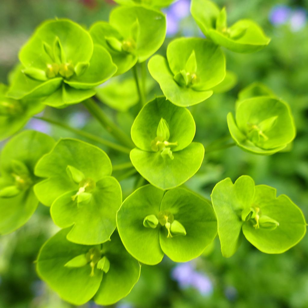Tyräkki - Euphorbia seguieriana subsp. niciciana
