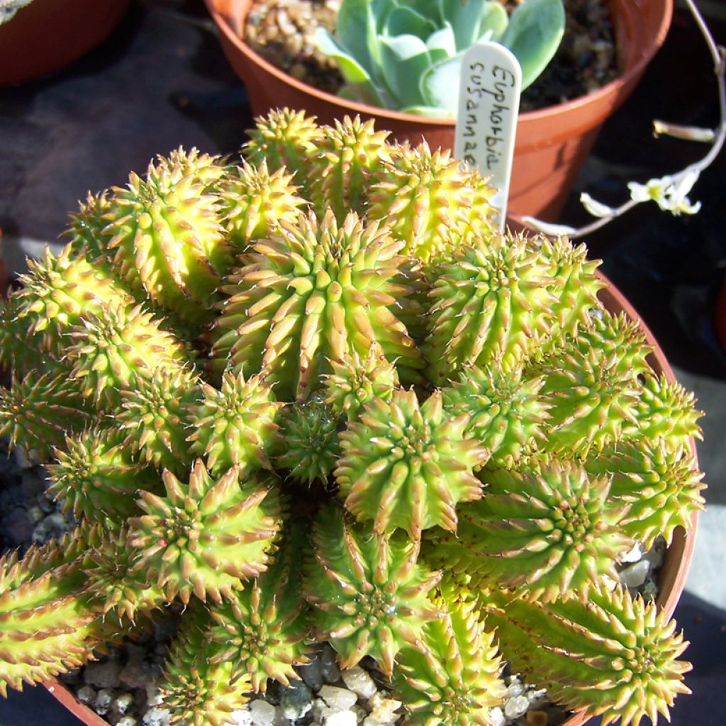 Tyräkki - Euphorbia suzannae