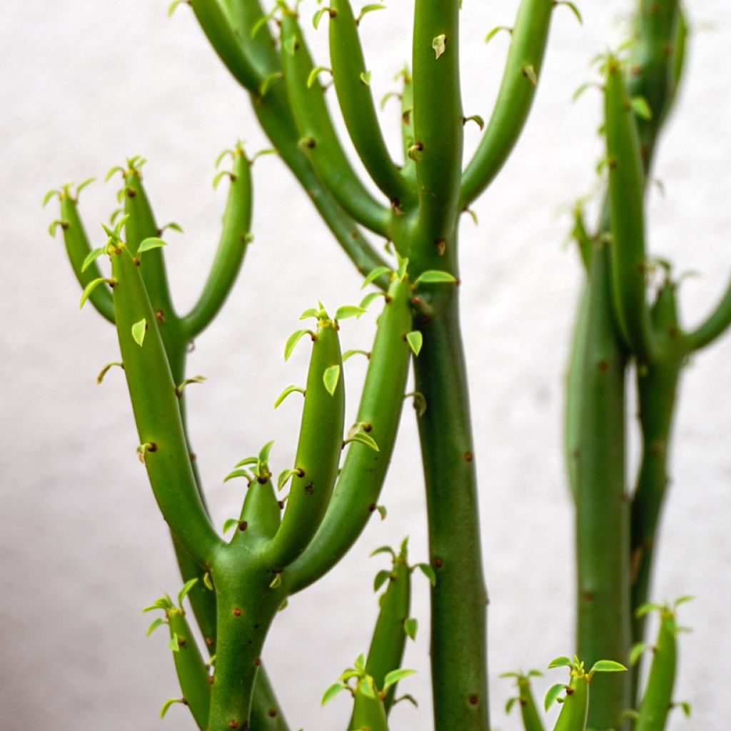 Mehipuutyräkki - Euphorbia tirucalli