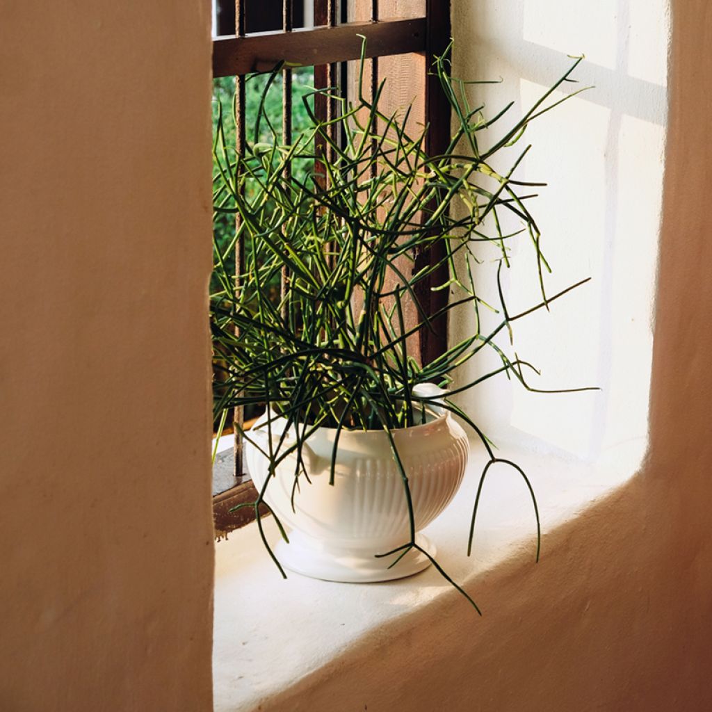Mehipuutyräkki - Euphorbia tirucalli