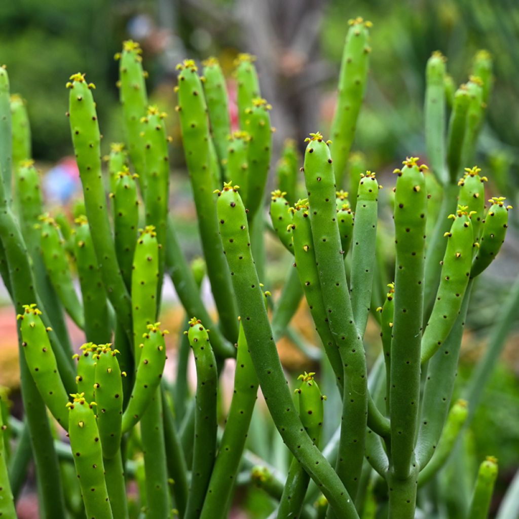 Mehipuutyräkki - Euphorbia tirucalli