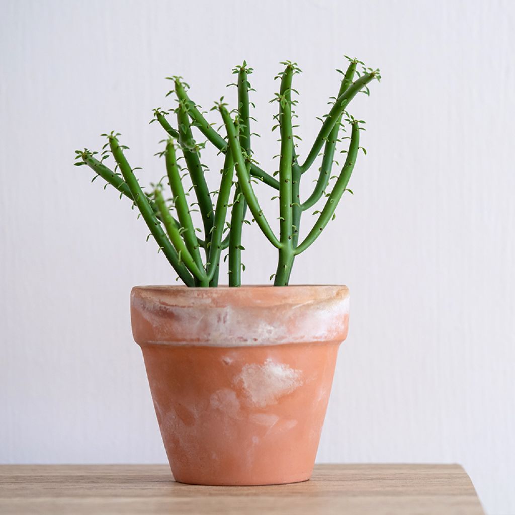 Mehipuutyräkki - Euphorbia tirucalli