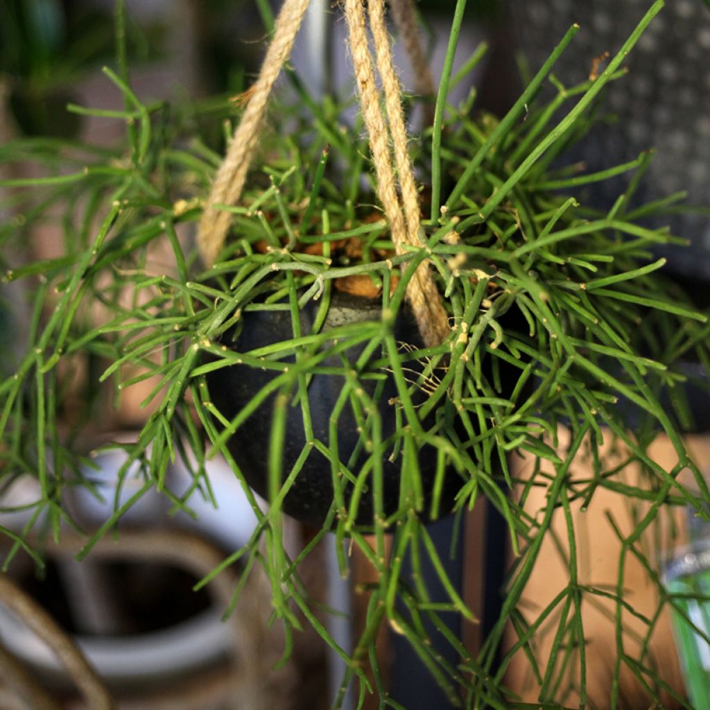Mehipuutyräkki - Euphorbia tirucalli