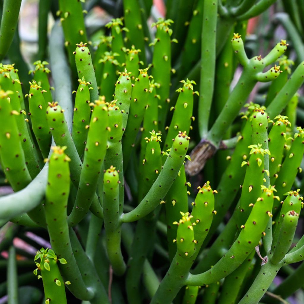 Mehipuutyräkki - Euphorbia tirucalli