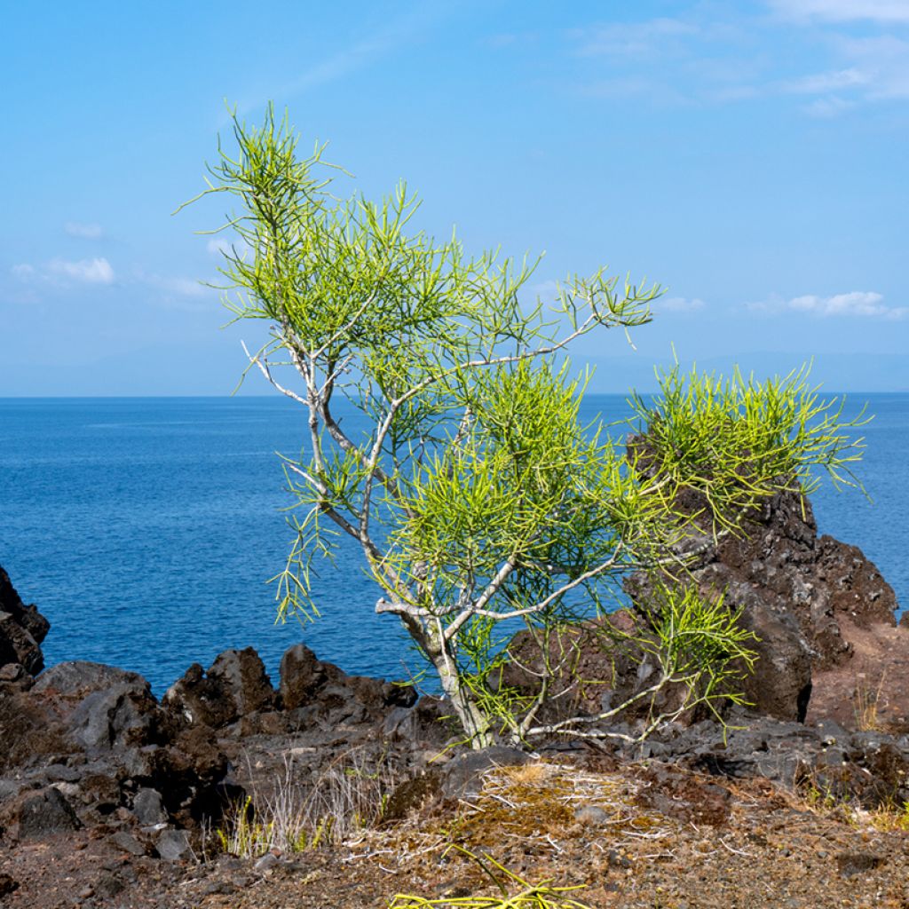 Mehipuutyräkki - Euphorbia tirucalli