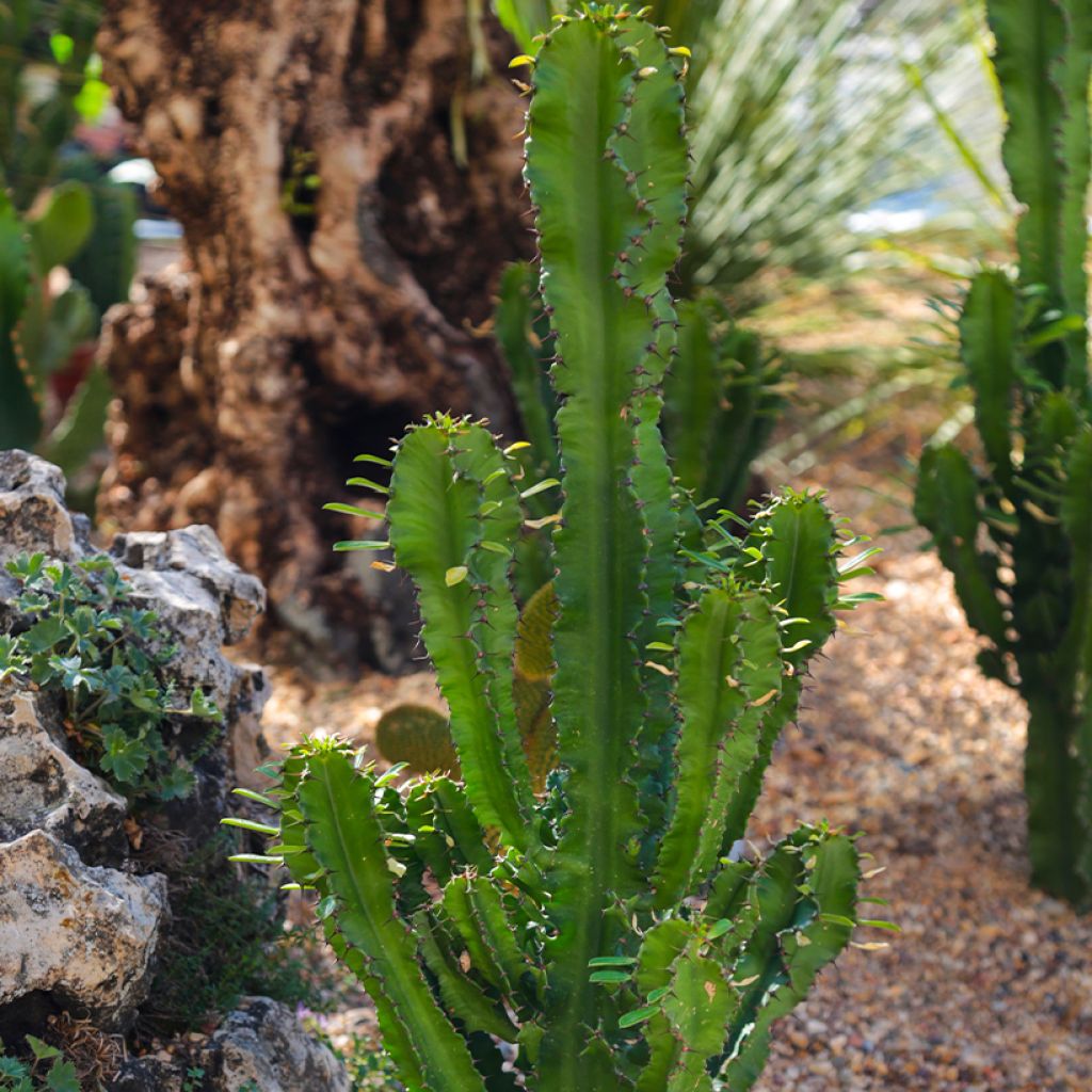 Pylvästyräkki - Euphorbia trigona