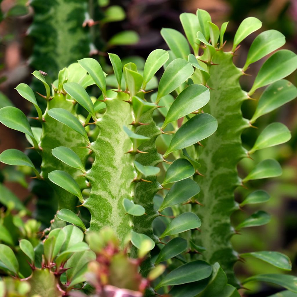 Pylvästyräkki - Euphorbia trigona