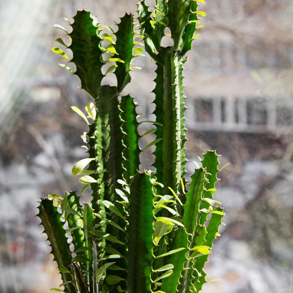 Pylvästyräkki - Euphorbia trigona