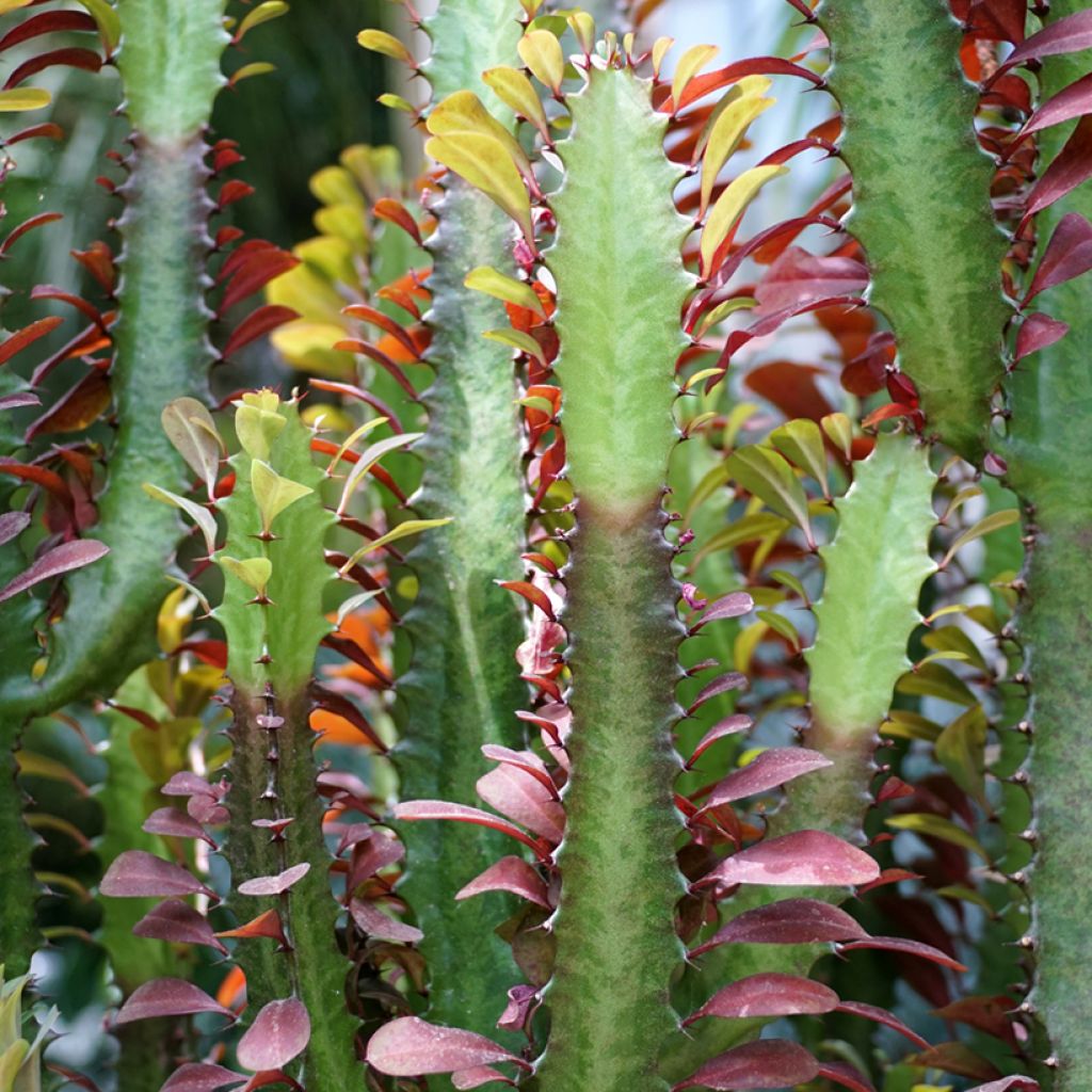 Pylvästyräkki - Euphorbia trigona f. rubra