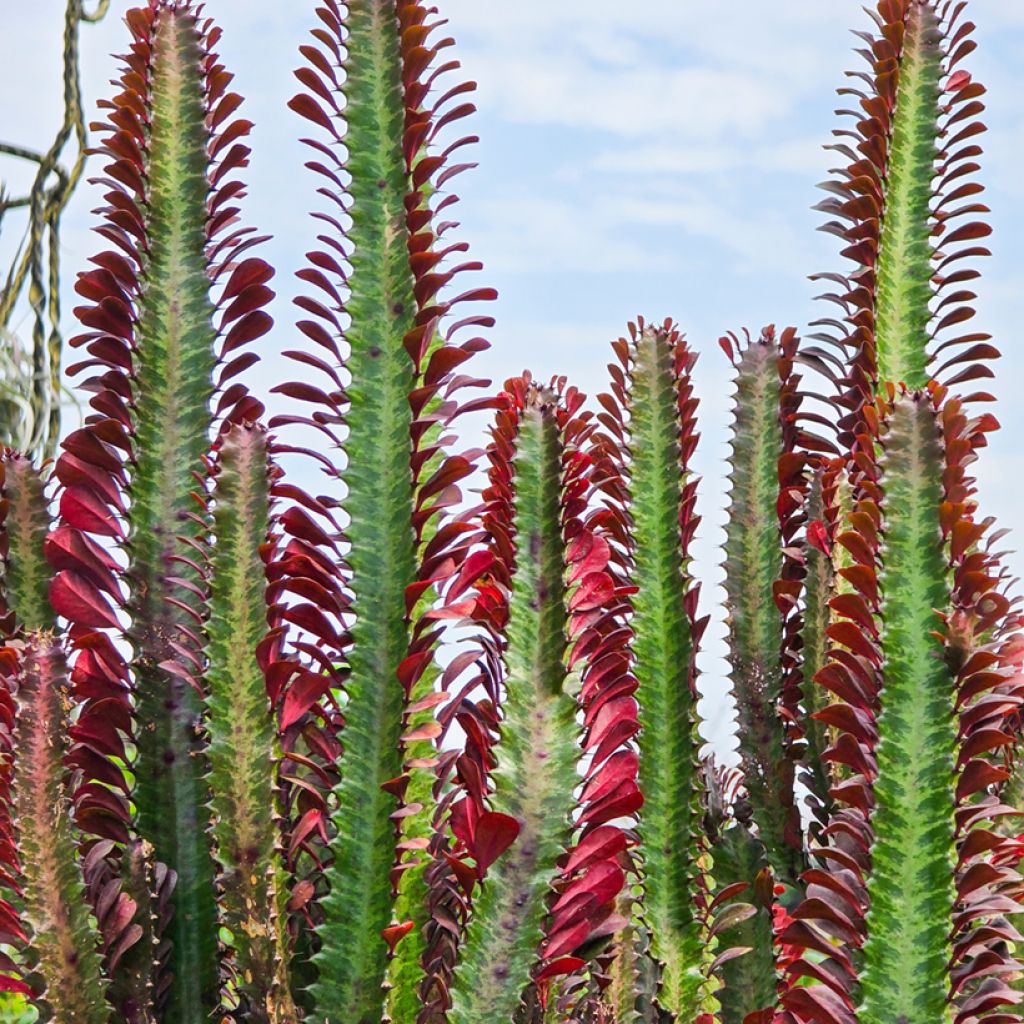 Pylvästyräkki - Euphorbia trigona f. rubra