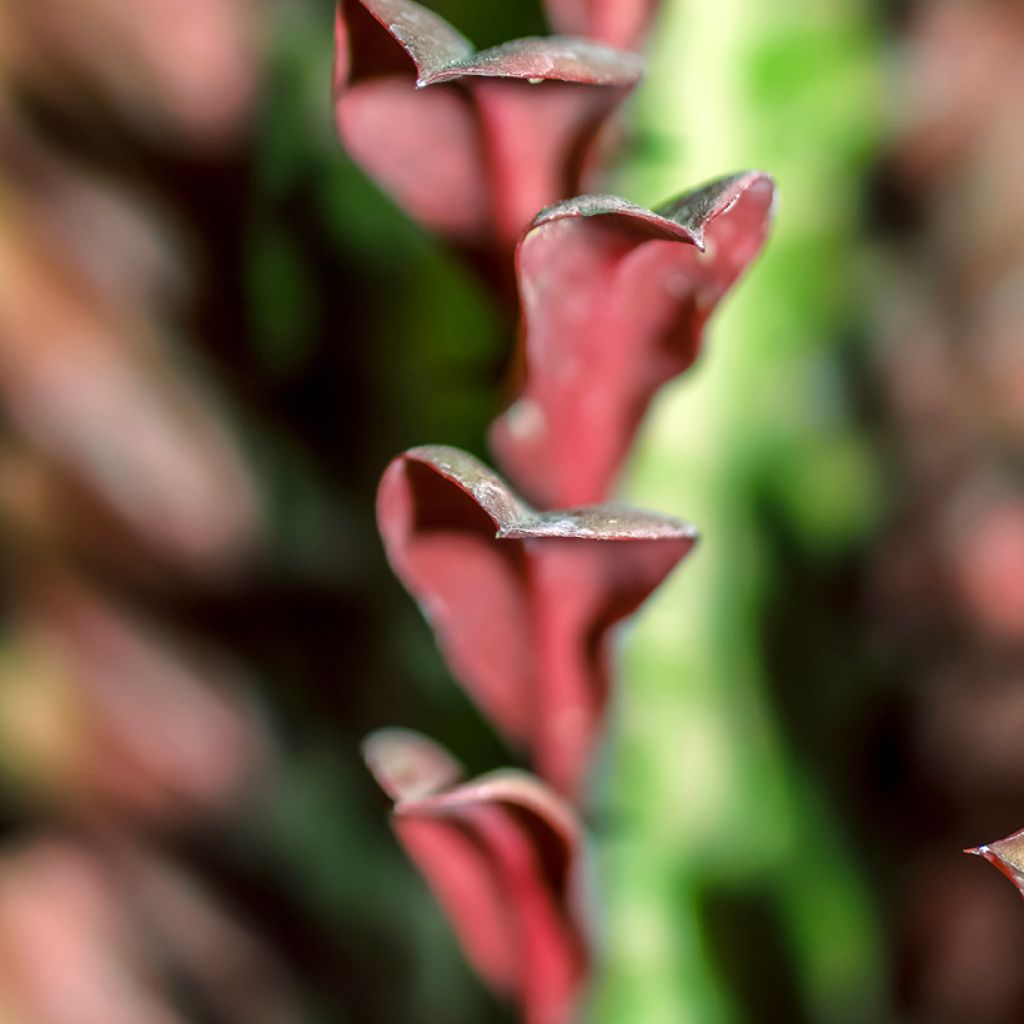 Pylvästyräkki - Euphorbia trigona f. rubra