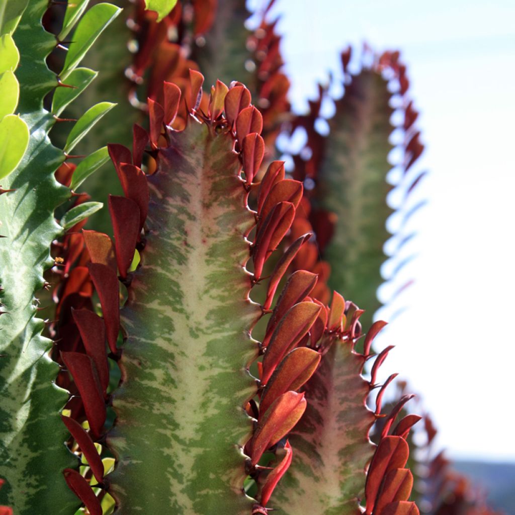Pylvästyräkki - Euphorbia trigona f. rubra