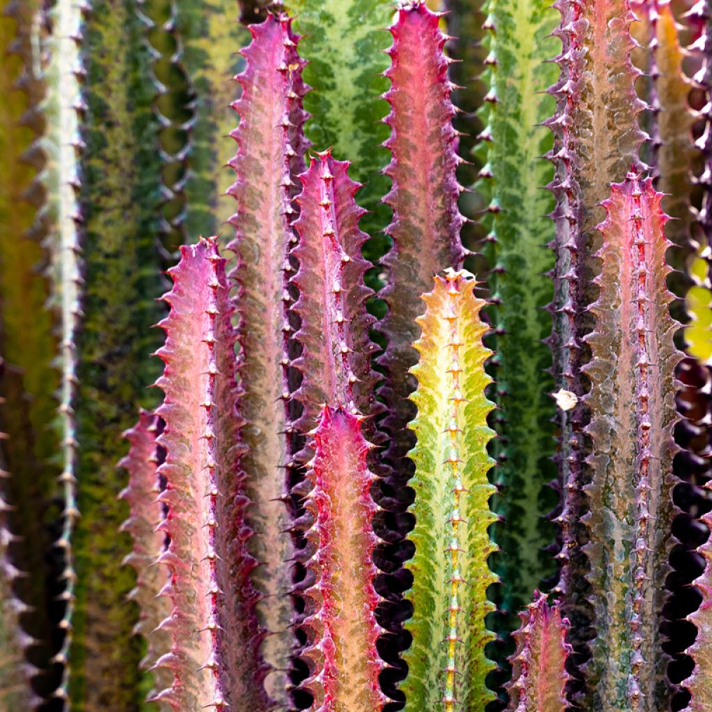 Pylvästyräkki - Euphorbia trigona f. rubra