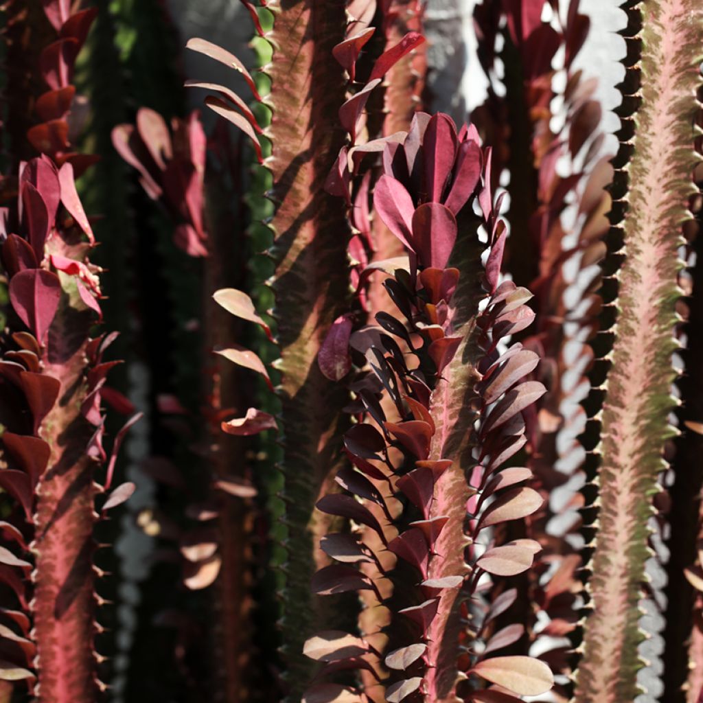 Pylvästyräkki - Euphorbia trigona f. rubra