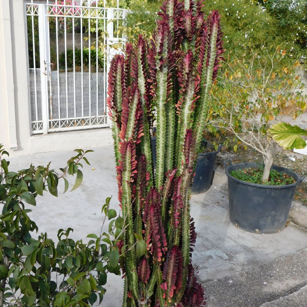 Pylvästyräkki - Euphorbia trigona f. rubra