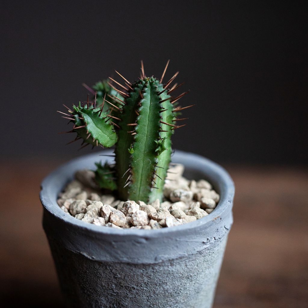 Tyräki - Euphorbia enopla