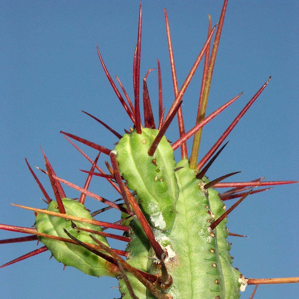 Tyräki - Euphorbia enopla