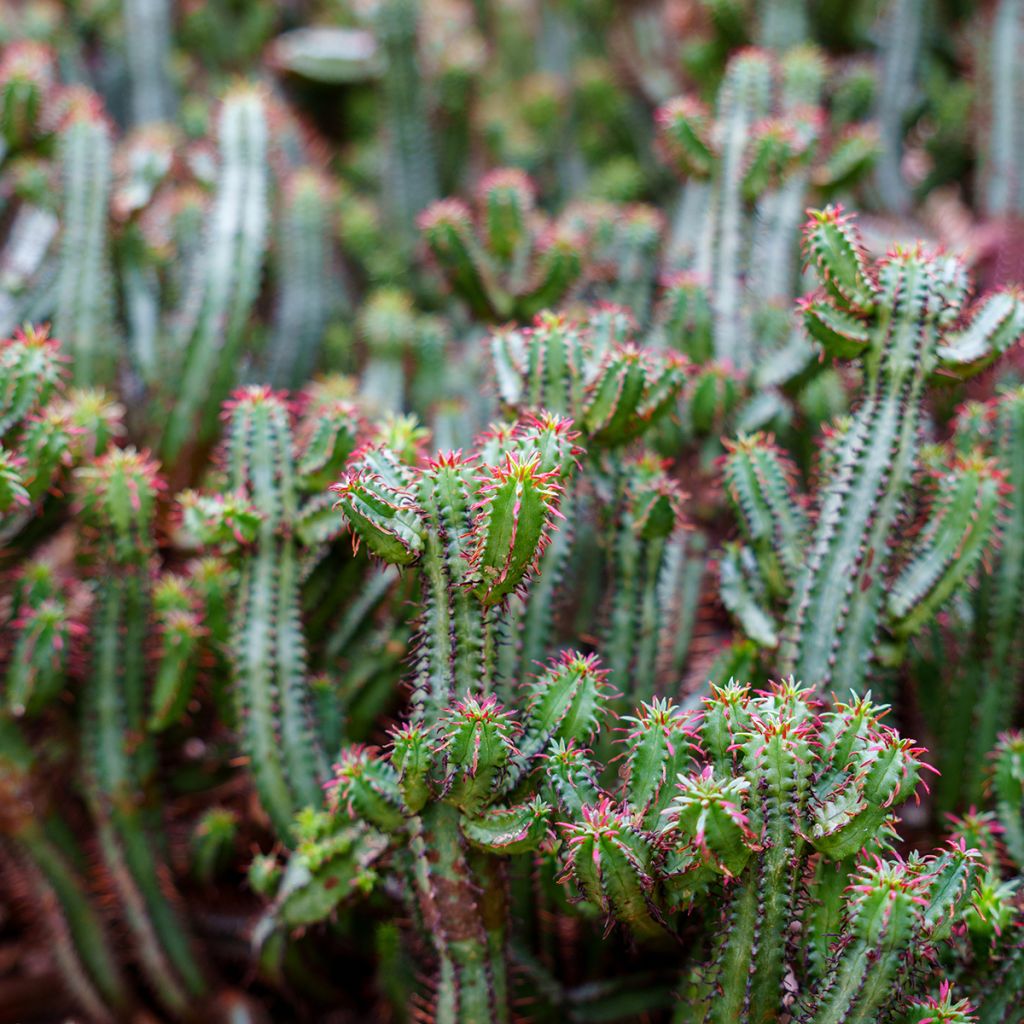 Tyräki - Euphorbia enopla