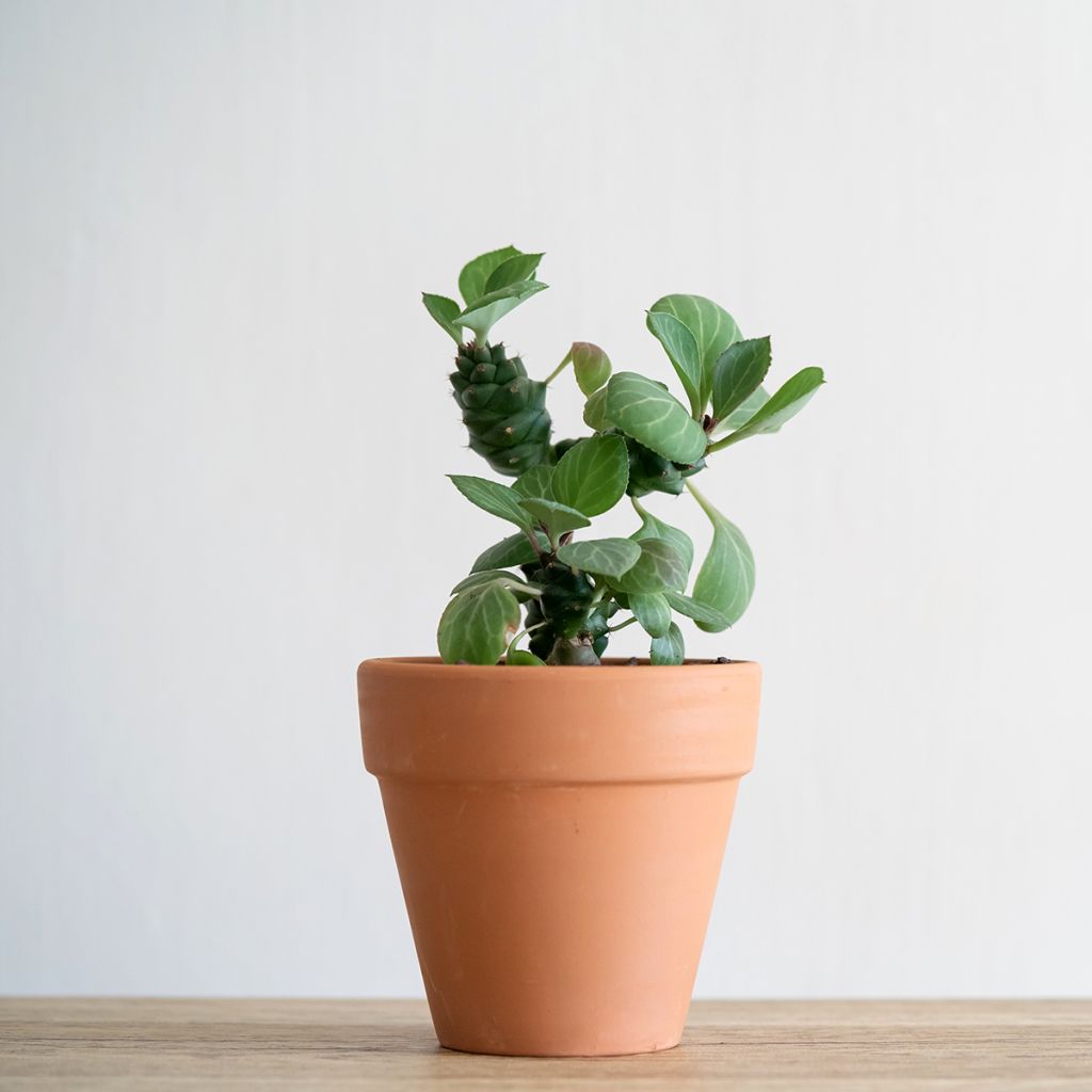 Tyräki - Euphorbia ritchiei