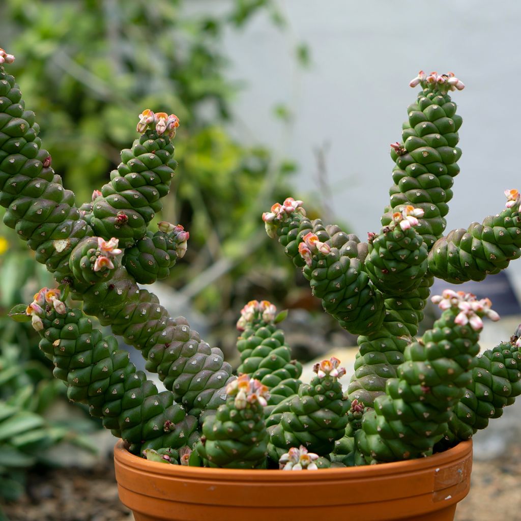 Tyräki - Euphorbia ritchiei