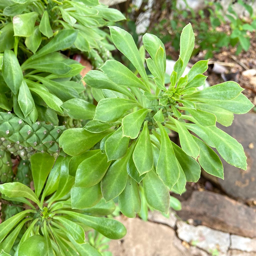 Tyräki - Euphorbia ritchiei