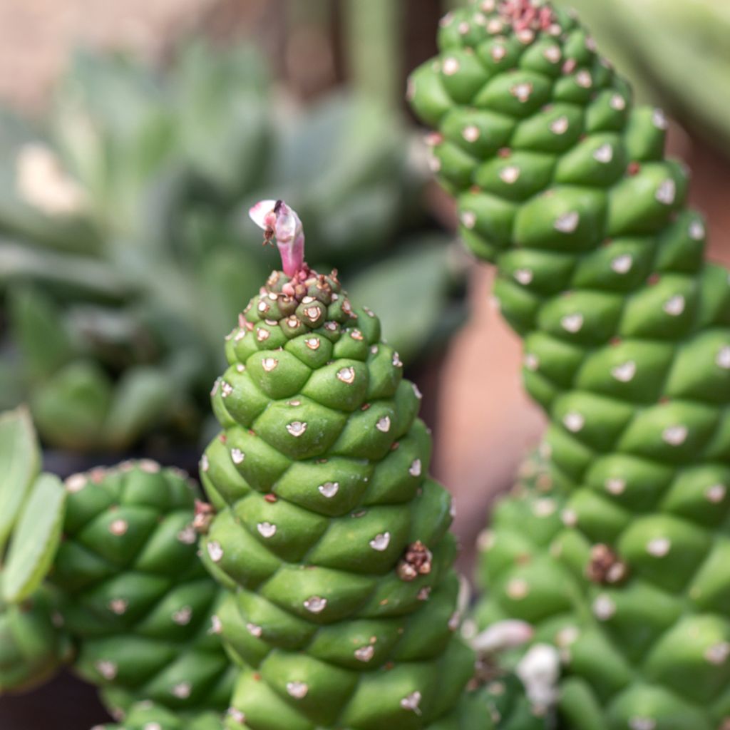 Tyräki - Euphorbia ritchiei