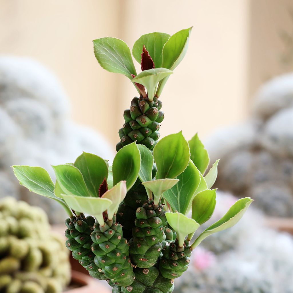 Tyräki - Euphorbia ritchiei