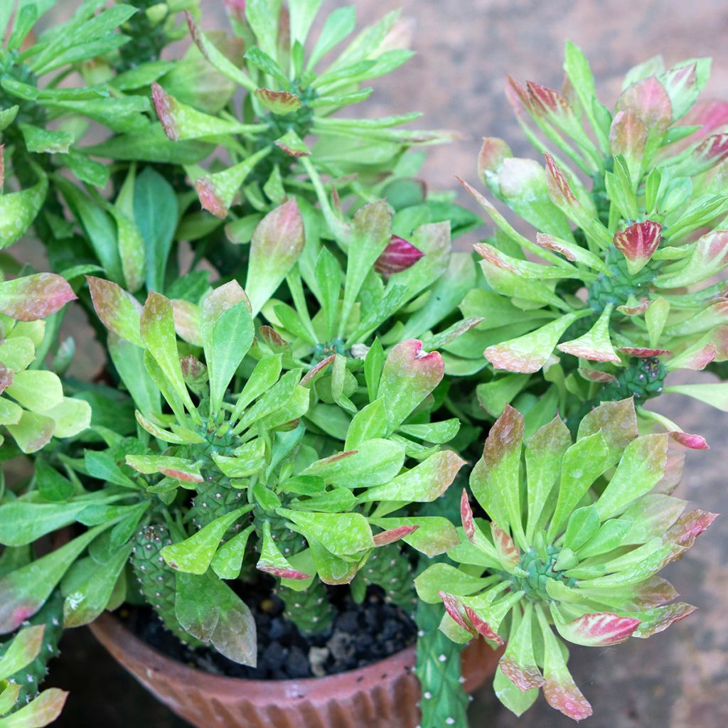 Tyräki - Euphorbia ritchiei