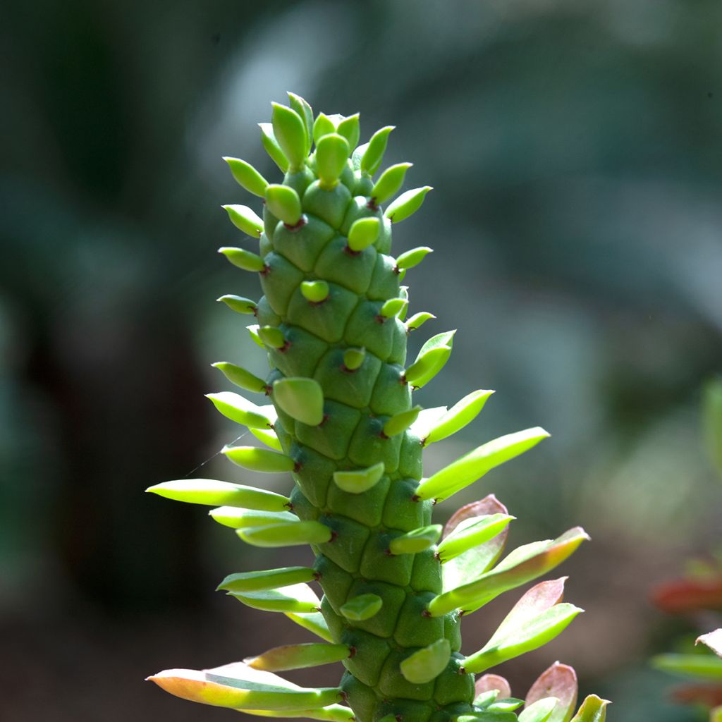 Tyräki - Euphorbia ritchiei