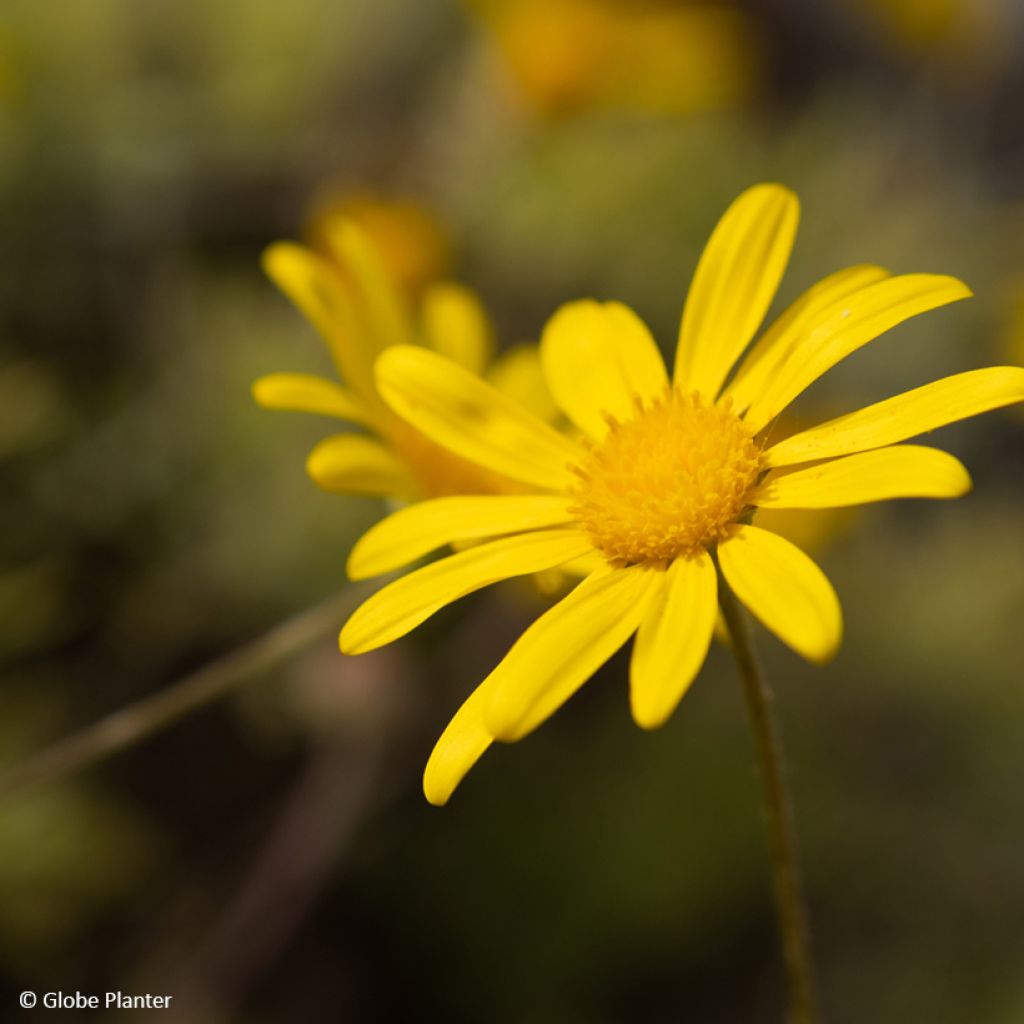 Kehrämö - Euryops