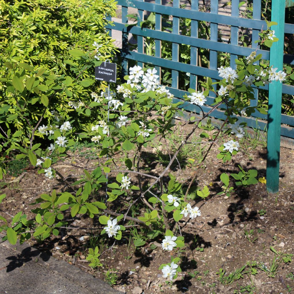 Helmipensas Magical Springtime