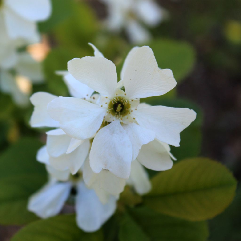 Helmipensas Magical Springtime