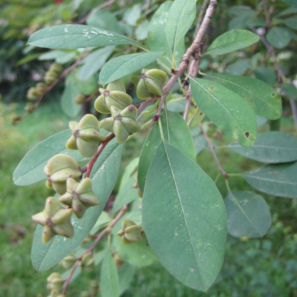Helmipensas Niagara