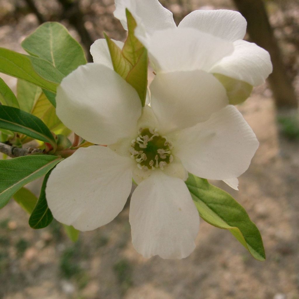 Helmipensas Niagara