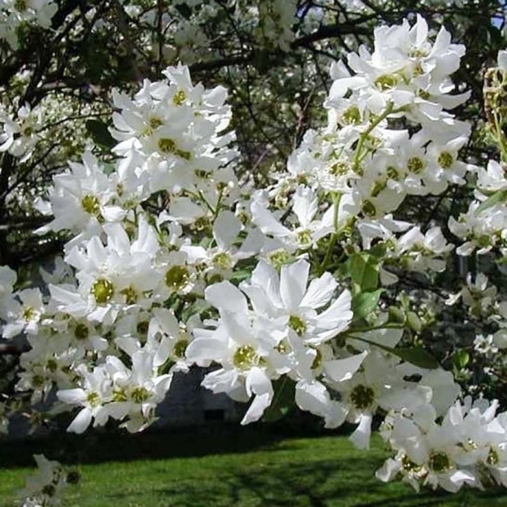Koreanhelmipensas Snow White