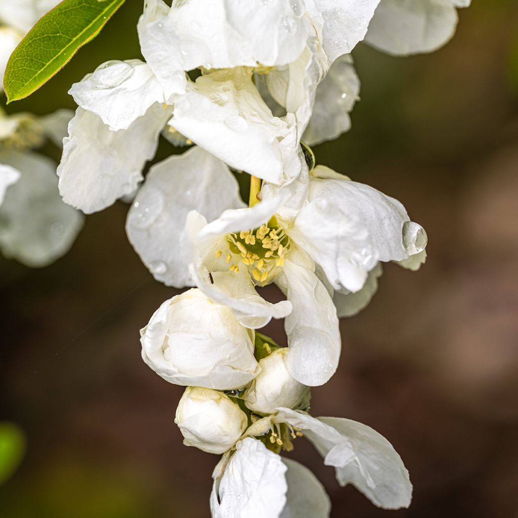 Helmipensas The Bride