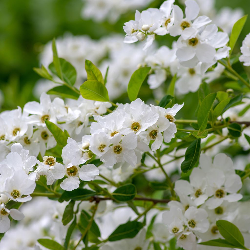 Helmipensas Snow Mountain