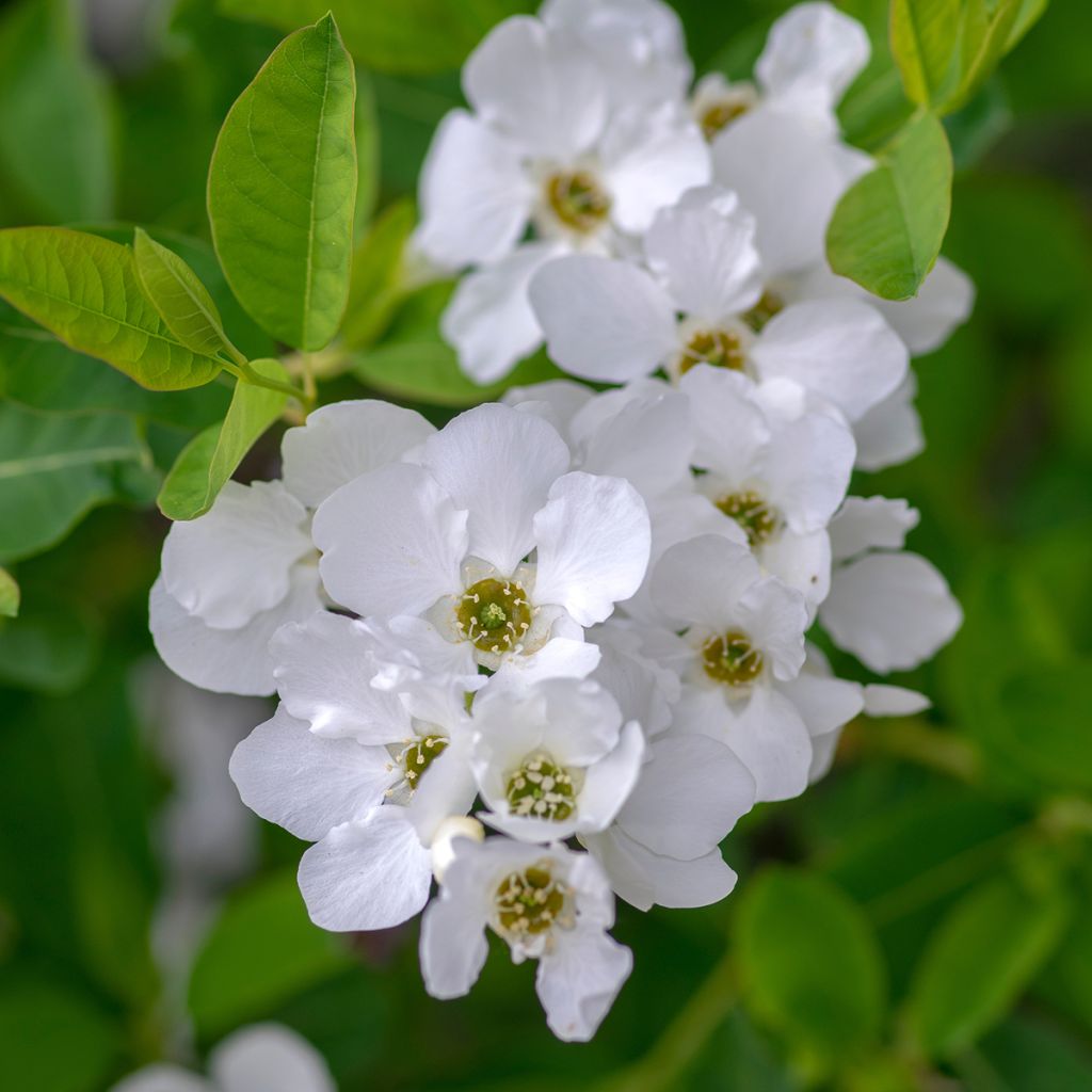 Helmipensas Snow Mountain